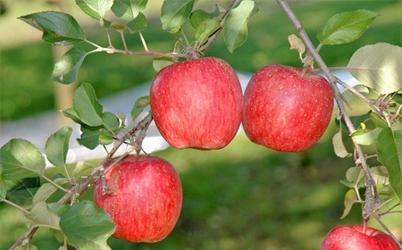 りんご（ふじ）５ｋｇ　ご家庭用　0101-2401