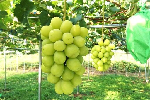 ぶどう（シャインマスカット）１.２ｋｇ　0009-2606