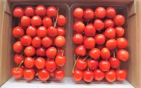 さくらんぼ(佐藤錦)1kg ご家庭用 0056-2301
