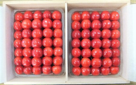 さくらんぼ(佐藤錦)1kg(500g×2パック)桐箱入 0056-2307