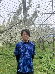 さくらんぼ（佐藤錦）１ｋｇ　ご家庭用　0136-2602