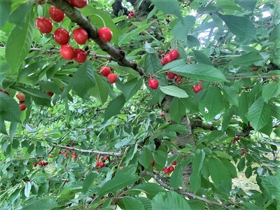 さくらんぼ（佐藤錦）１ｋｇ　ご家庭用　0136-2602