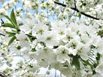 さくらんぼ(佐藤錦)800g 0025-2603