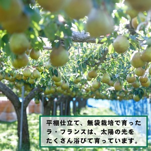 西洋梨（ラ・フランス）５ｋｇ　Ｍサイズ　ご家庭用　0055-2611