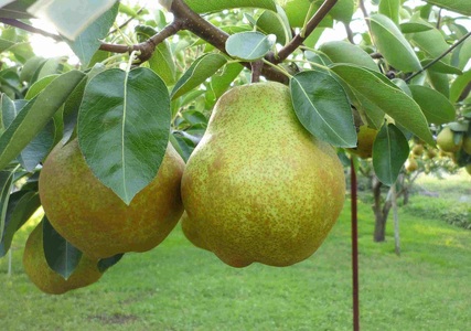 西洋梨(ラ・フランス)3.3kg 大玉 秀品 0009-2513