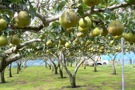 西洋梨(ラ・フランス)3.3kg 大玉 秀品 0009-2513