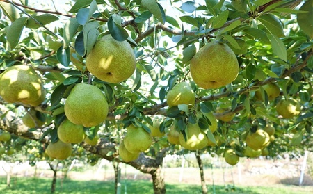 【定期便:全2回】ラ・フランス 2.5kgを2回お届け 0012-2606