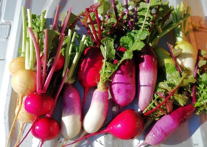 【2025年7月~発送】アルコアーナ農園野菜セット(栽培期間中農薬不使用)Mサイズ 0148-2507