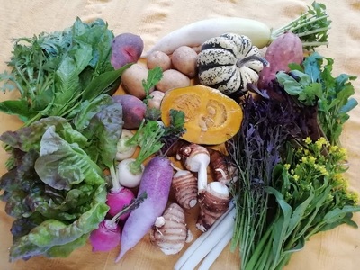 アルコアーナ農園野菜セット（栽培期間中農薬不使用）ＬＬサイズ　0148-2508