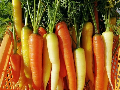 アルコアーナ農園野菜セット（栽培期間中農薬不使用）ＬＬサイズ　0148-2508