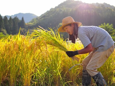 自然栽培・天日干し】令和５年度産ササニシキ 玄米 １０ｋｇ 0084-2302