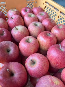 有機肥料栽培　葉とらずサンふじ　上山市産　５ｋｇ　１４～２５玉　ご家庭用　0079-2624