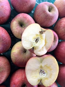 有機肥料栽培　葉とらずサンふじ　上山市産　５ｋｇ　１４～２５玉　ご家庭用　0079-2624