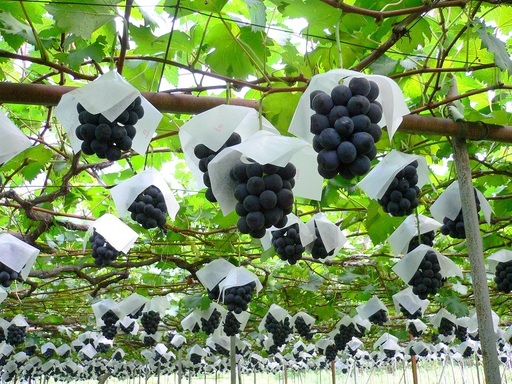 ぶどう（ピオーネ）１.６ｋｇ　0009-2602