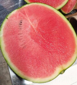 【フルーツ王国直送！】山形の小玉すいか（ひとりじめBONBON）２個　0033-2602