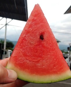 【フルーツ王国直送！】山形の小玉すいか（ひとりじめBONBON）２個　0033-2602