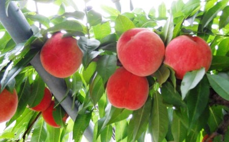 山形の旬の桃（品種おまかせ）３ｋｇ　0017-2405