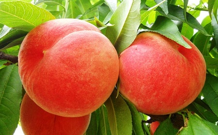 山形の旬の硬い桃（品種おまかせ）３ｋｇ　0017-2406