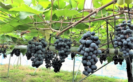 種無しぶどう（ピオーネ）２ｋｇ　0020-2614