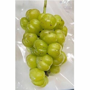シャインマスカット入り詰め合わせぶどう　１.５ｋｇ　ご家庭用　0065-2604