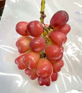 シャインマスカット入り詰め合わせぶどう　１.５ｋｇ　ご家庭用　0065-2604