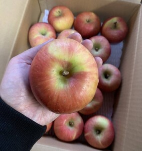 りんご（こうとく）３ｋｇ　１２～１８個　ご家庭用　0120-2404