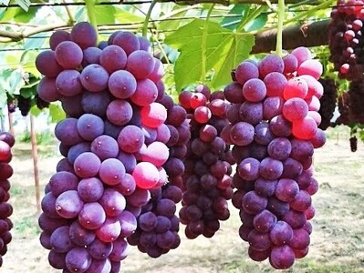 【農園直送！】種無ぶどう（デラウェア）２ｋｇ　特秀品　0044-2601