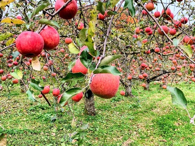＜飲み比べセット＞里見果樹園で採れたりんごジュースと完熟ラ・フランスジュース　0079-2327