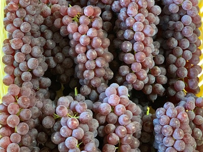 ぶどう（デラウェア）特秀品　0079-2610