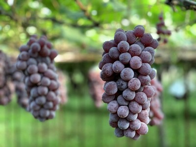 ぶどう（キングデラ）特秀品　0079-2611