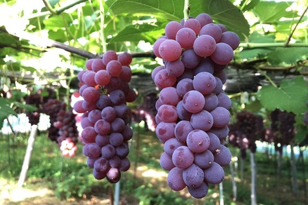 ぶどう(デラウェア)特秀品 0037-2603