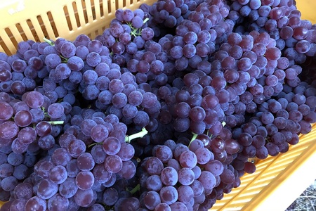 ぶどう(デラウェア)特秀品 0037-2603