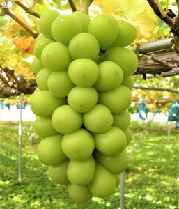 ぶどう（シャインマスカット）大房　１房（８５０ｇ～９５０ｇ）　0025-2608