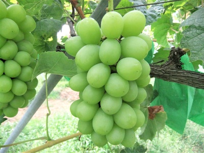 ぶどう（シャインマスカット）１房　0030-2627