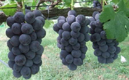 ぶどう（種なしピオーネ）２～３房　0030-2612