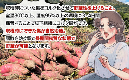 【2025年12月以降配送】北海道 伊達 さつまいも 紅はるか 5kg 熟成 高糖度 サツマイモ 芋 甘い スイートヤバ芋 産地直送
