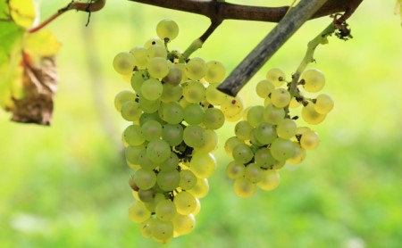 スパークリングワイン 2021 限定醸造 北海道 伊達市産ぶどう使用 ぶどう フレッシュ フルーティー シャープ