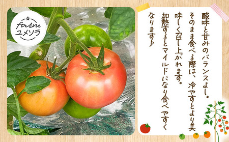 ◆2026年7月から順次出荷◆ farmユメソラ 大玉 トマト 約4kg【famy-001】