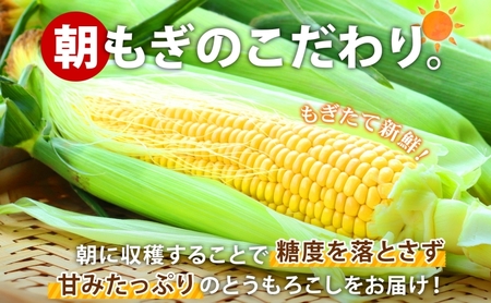 先行予約 【 2025年 発送 】北海道 朝もぎ とうもろこし 恵味 ゴールド L-LLサイズ 10本 スイート コーン トウモロコシ とうきび 旬 完熟 野菜 採れたて 朝採り 甘い めぐみ 産地直送 道産 送料無料