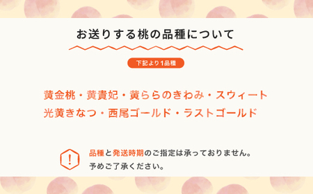 黄桃 もも 品種おまかせ 約1.4kg 令和6年産 2024年産 山形県産 果物 mm-kmomx1400 ※沖縄・離島への配送不可