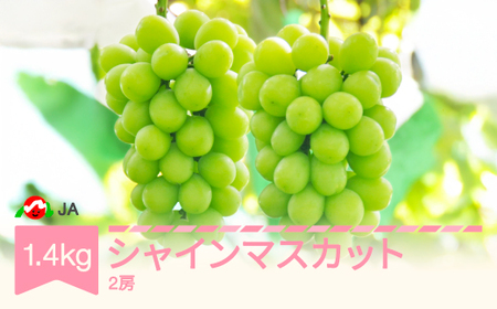 先行予約 ぶどう ブドウ シャインマスカット 令和8年産 2026年産 約1.4kg  果物 ja-busmx14 ※沖縄・離島への配送不可