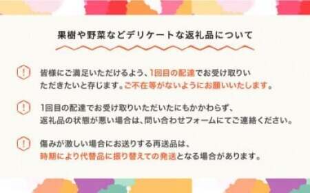 【先行予約】凛 フルーツ 定期便 全6回 2026年産春始まり さくらんぼ 佐藤錦 スイカ ピノガール  もも おまかせ ぶどう シャインマスカット ラ・フランス りんご サンふじ  果物 山形県産 mm-ft6ri-a