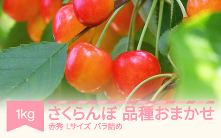 先行予約 山形県産さくらんぼ 品種おまかせ 赤秀 Lサイズ 1kg バラ詰 2026年産 令和8年産サクランボ mm-saoal1000