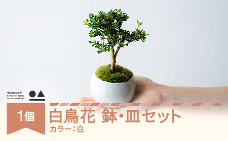【鉢皿色・白】 白鳥花 ハクチョウゲ 盆栽 植物 石木花 sw-bohkx380 ※沖縄・離島への配送不可