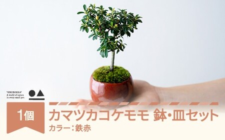 【鉢皿色・鉄赤】 カマツカコケモモ  鎌柄苔桃 盆栽 植物 石木花 sw-bokmx380 ※沖縄・離島への配送不可