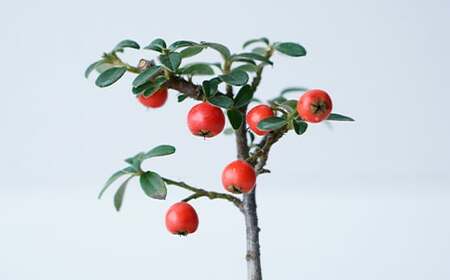 【鉢皿色・鉄赤】 カマツカコケモモ  鎌柄苔桃 盆栽 植物 石木花 sw-bokmx380 ※沖縄・離島への配送不可