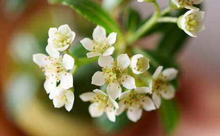 【ふるなびWEEK対象】【鉢皿色・白】 トキワサンザシ 常盤山査子 盆栽 植物 石木花 sw-botkx380 FN-Limited-WE