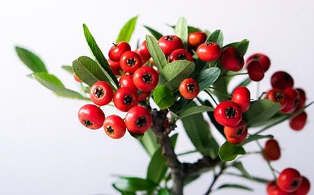 鉢皿色・鉄赤】 トキワサンザシ 常盤山査子 盆栽 植物 石木花 sw