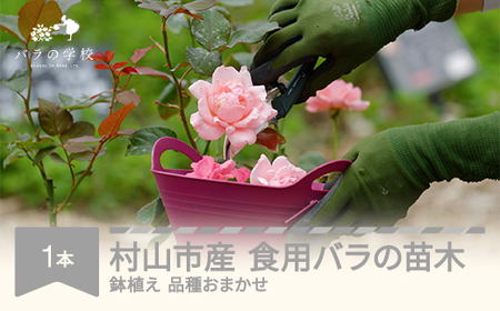 食用バラの苗木 鉢植え 苗 バラ 薔薇 山形県村山市産 ※沖縄・離島への配送不可 bg-hnxxx1