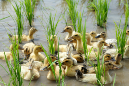 【令和7年産新米】【オーガニック米】遠藤さんの「さわのはな」8kg(2kg×4袋)_A082(R7)